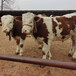 四代西门塔尔牛犊小母牛出售价格吉林大型养牛场