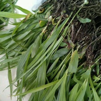 怎么種白芨？如何種好白芨？重慶富屯中藥材種植合作社