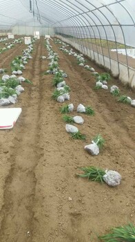 給白芨算算帳！是騾子還是馬拉出來(lái)溜溜就知道了！重慶富屯中草藥種植合作社