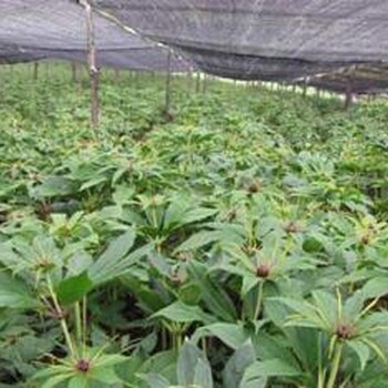 重樓種苗哪家強(qiáng)？就來(lái)重慶川草閣大型種植基地選