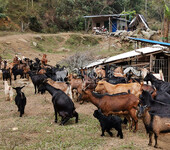 肇庆黑山羊养殖基地提供广东黑山羊价格杂交山羊养殖技术