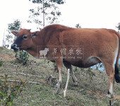 广东肉牛养殖场，放养无公害肉牛，黄牛养殖肉牛养殖技术