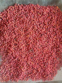 粉防己種苗，規(guī)范化種植技術(shù)，收購粉防己