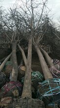 基地自选经营15公分国槐18公分国槐20公分国槐25公分国槐图片