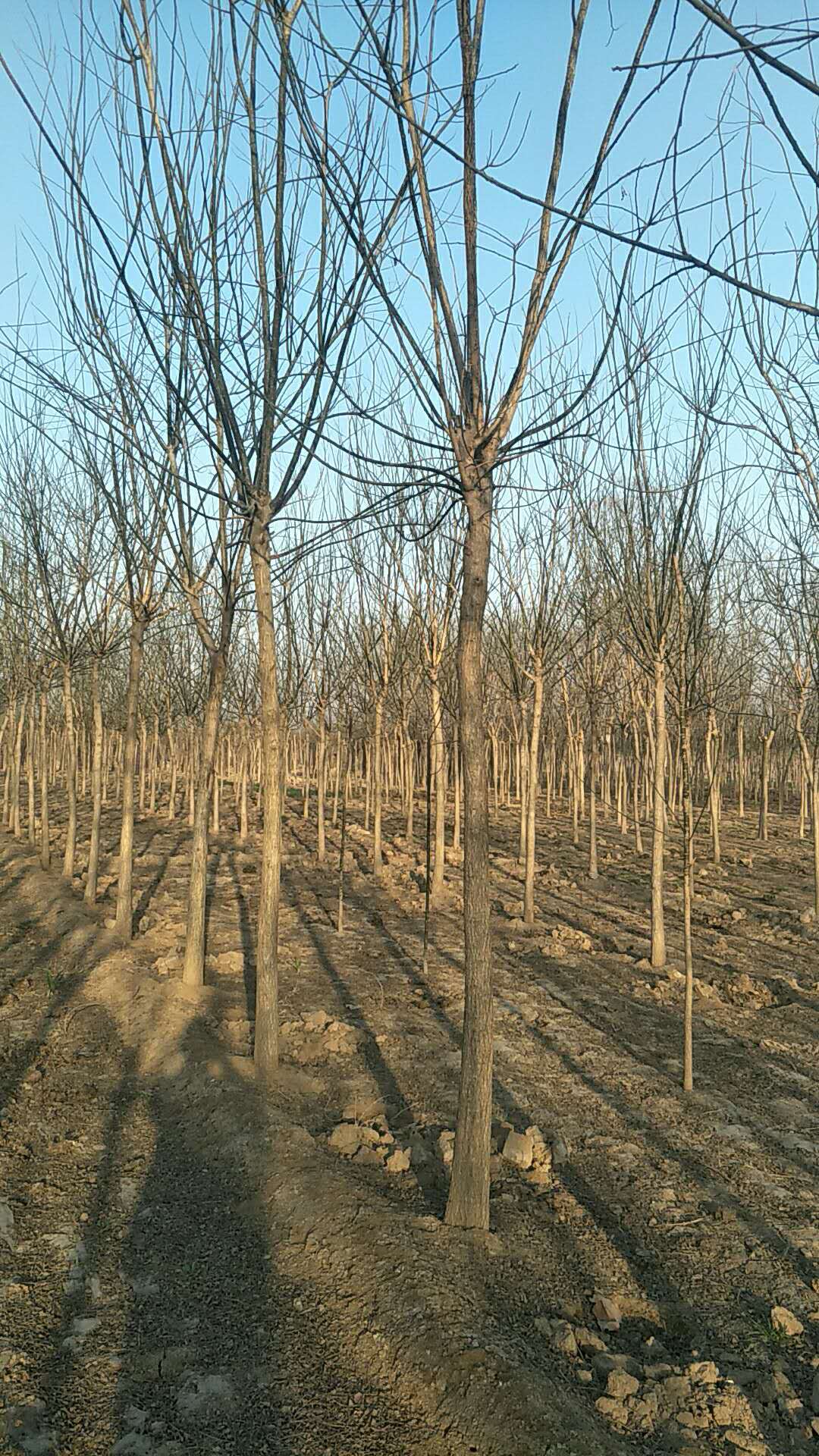 9公分國槐價格行情