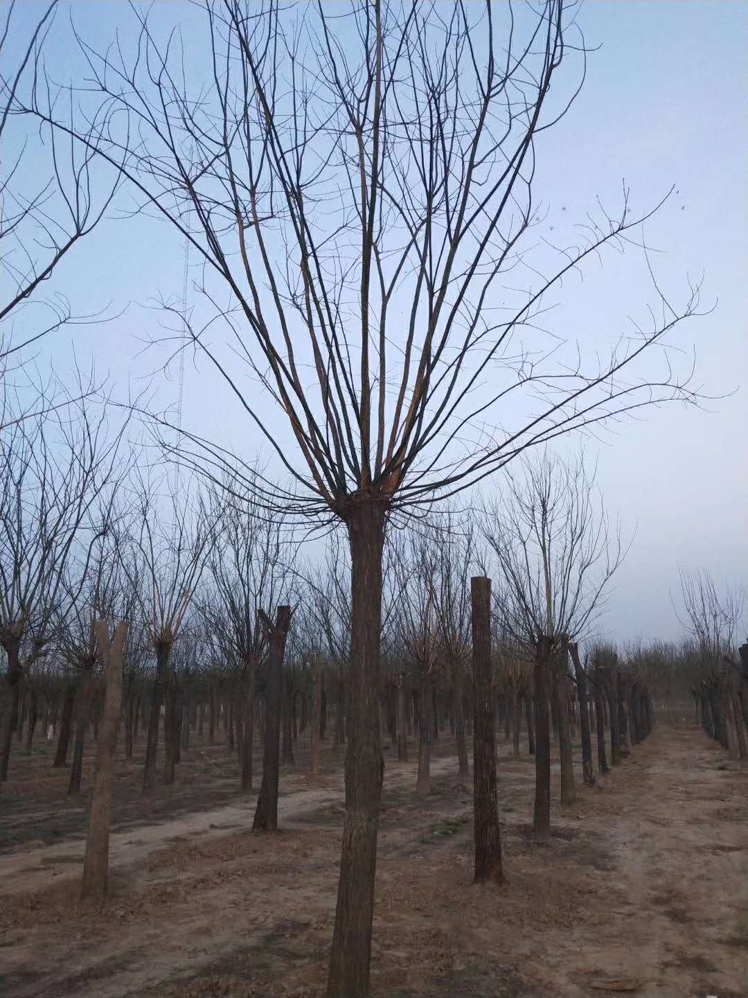北京10公分国槐树多少钱国槐价格
