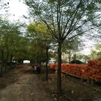 國槐價格15公分國槐樹 多少錢國槐價格