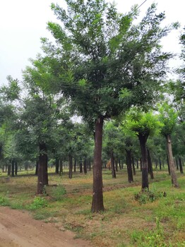 國槐價(jià)格12公分國槐樹多少錢國槐價(jià)格