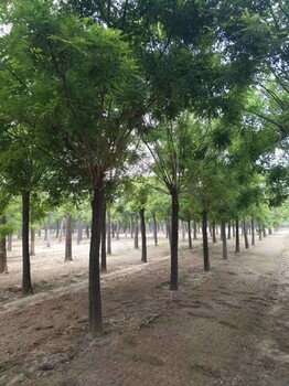 45公分國槐樹價(jià)格