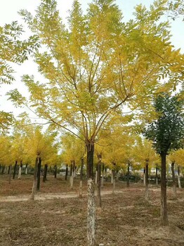 合川16公分矮接金枝槐基地价格山东