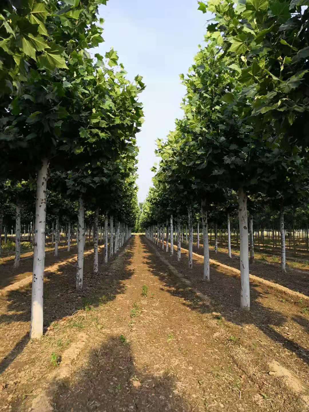 玉林25公分法桐树价格大量出售