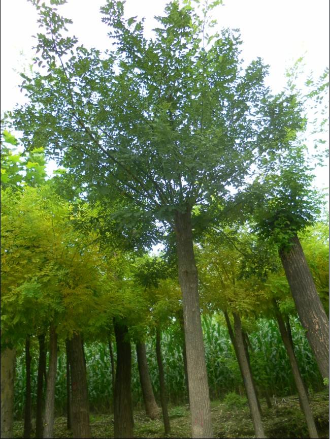 國(guó)槐價(jià)格10公分國(guó)槐多少錢國(guó)槐價(jià)格
