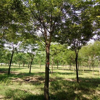 8公分國槐樹20公分國槐樹價(jià)格行情