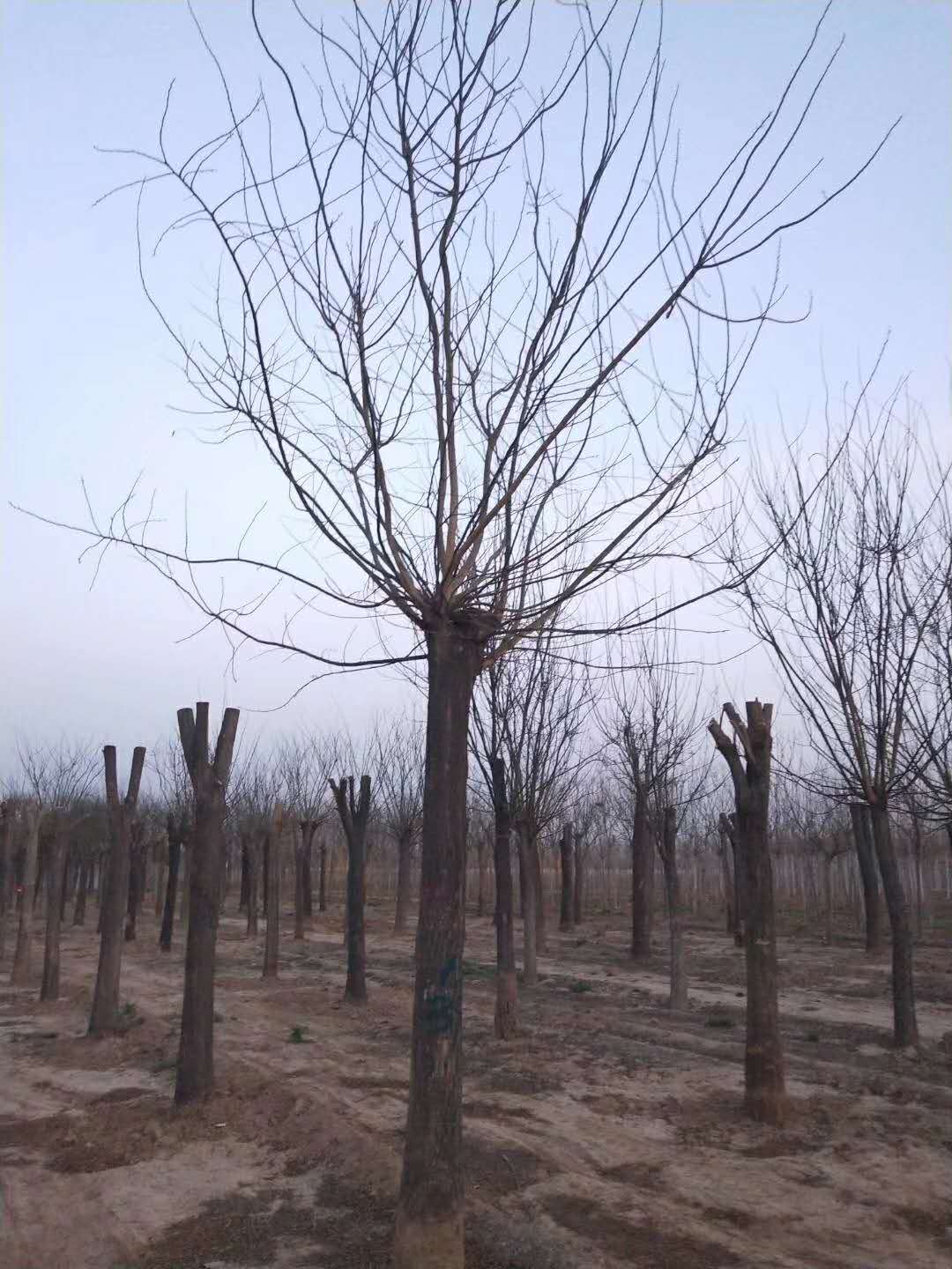 國槐價格國槐 多少錢國槐價格