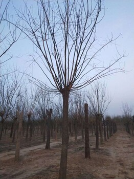 12公分國槐樹國槐樹出售供應基地