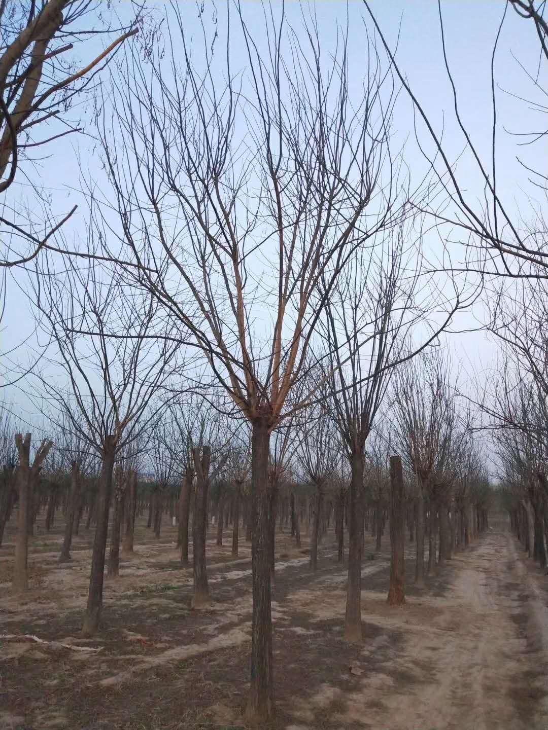 國槐價格國槐 出售供應基地