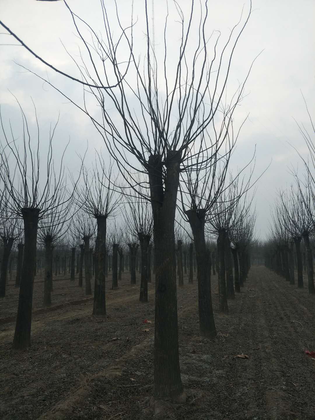 國槐報價 13公分國槐樹 哪里有