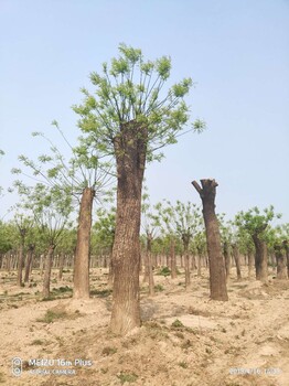 国槐基地19公分国槐树出售供应基地