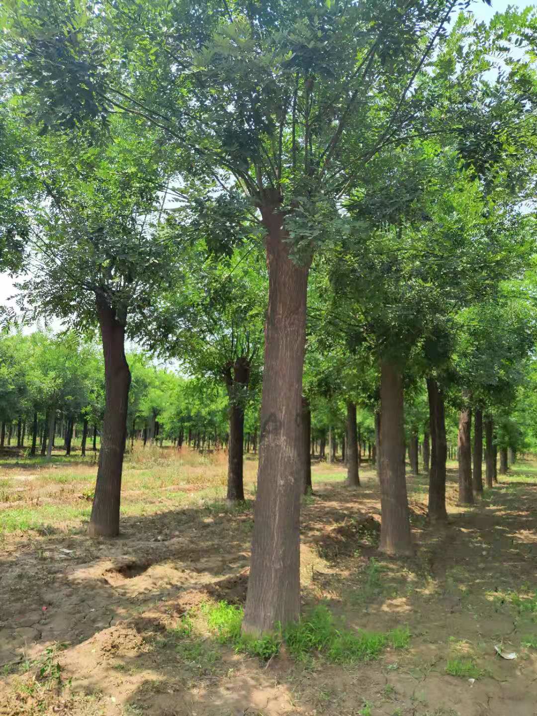 國槐基地 11公分國槐 價(jià)格