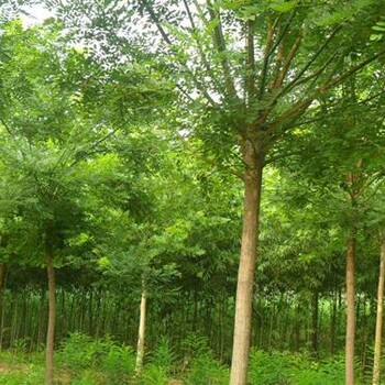 江蘇12公分國槐樹大片國槐