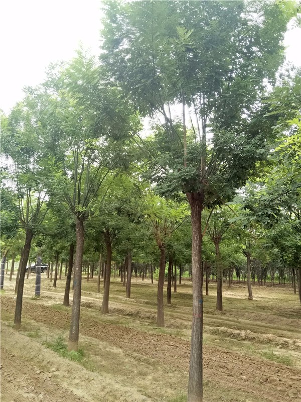 山東國槐國槐哪里有