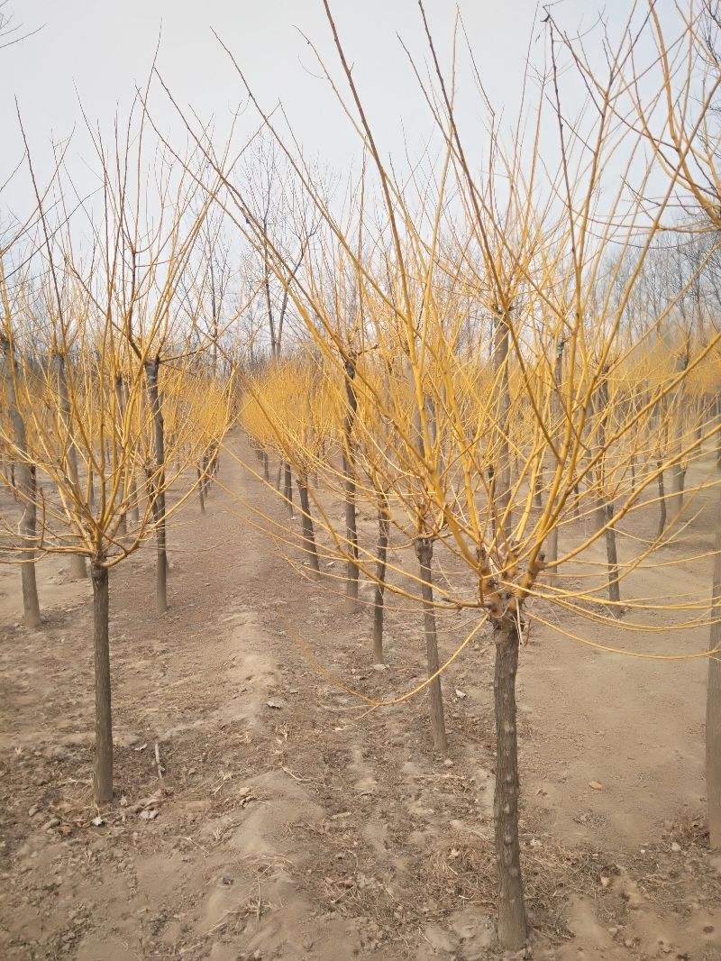 金葉國槐4公分金枝槐基地價格山東