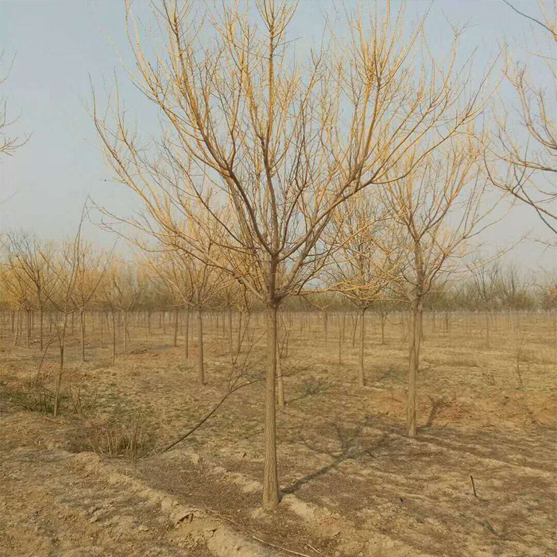 金葉國槐4公分金枝槐基地價格山東