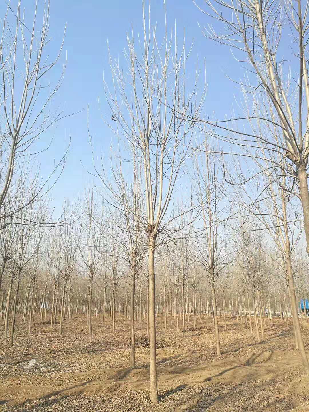 速生白蠟10公分白蠟白蠟基地價(jià)格