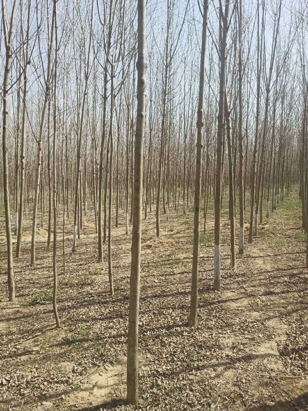 遼寧8公分白蠟工程白蠟苗