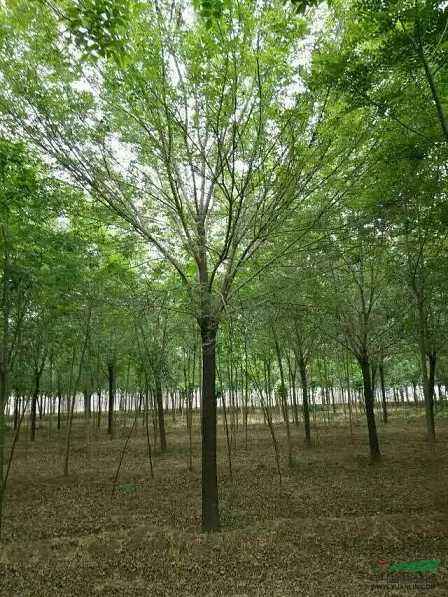 福建12公分白蠟老式白蠟價格