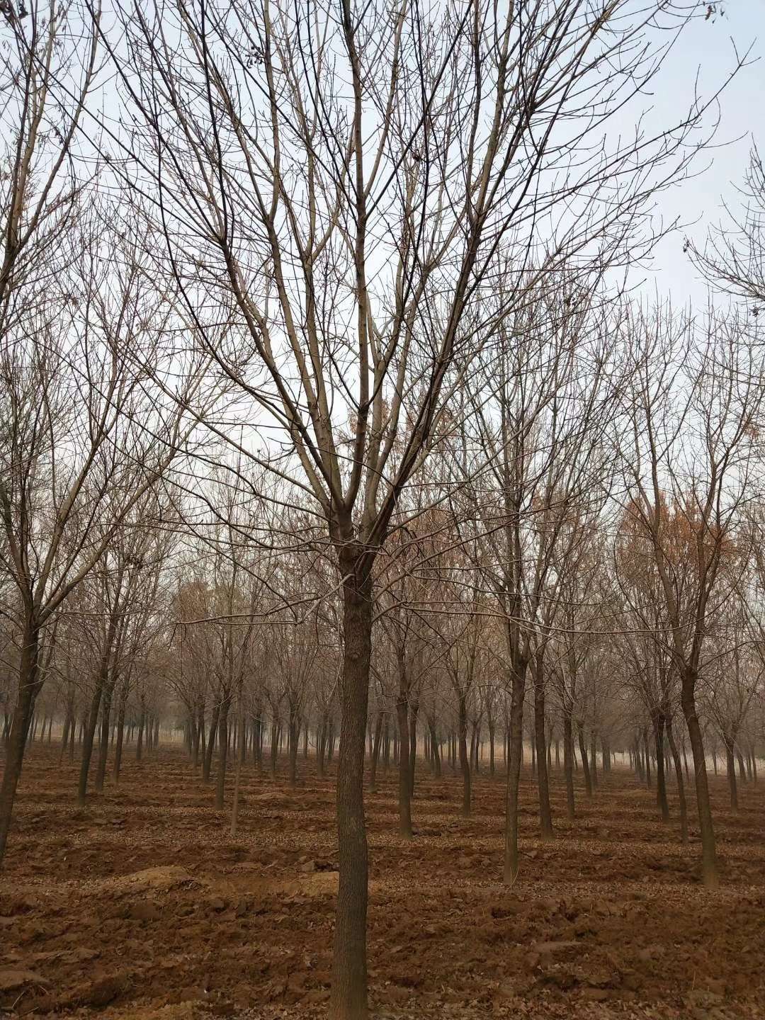 白蠟樹4公分白蠟白蠟價格