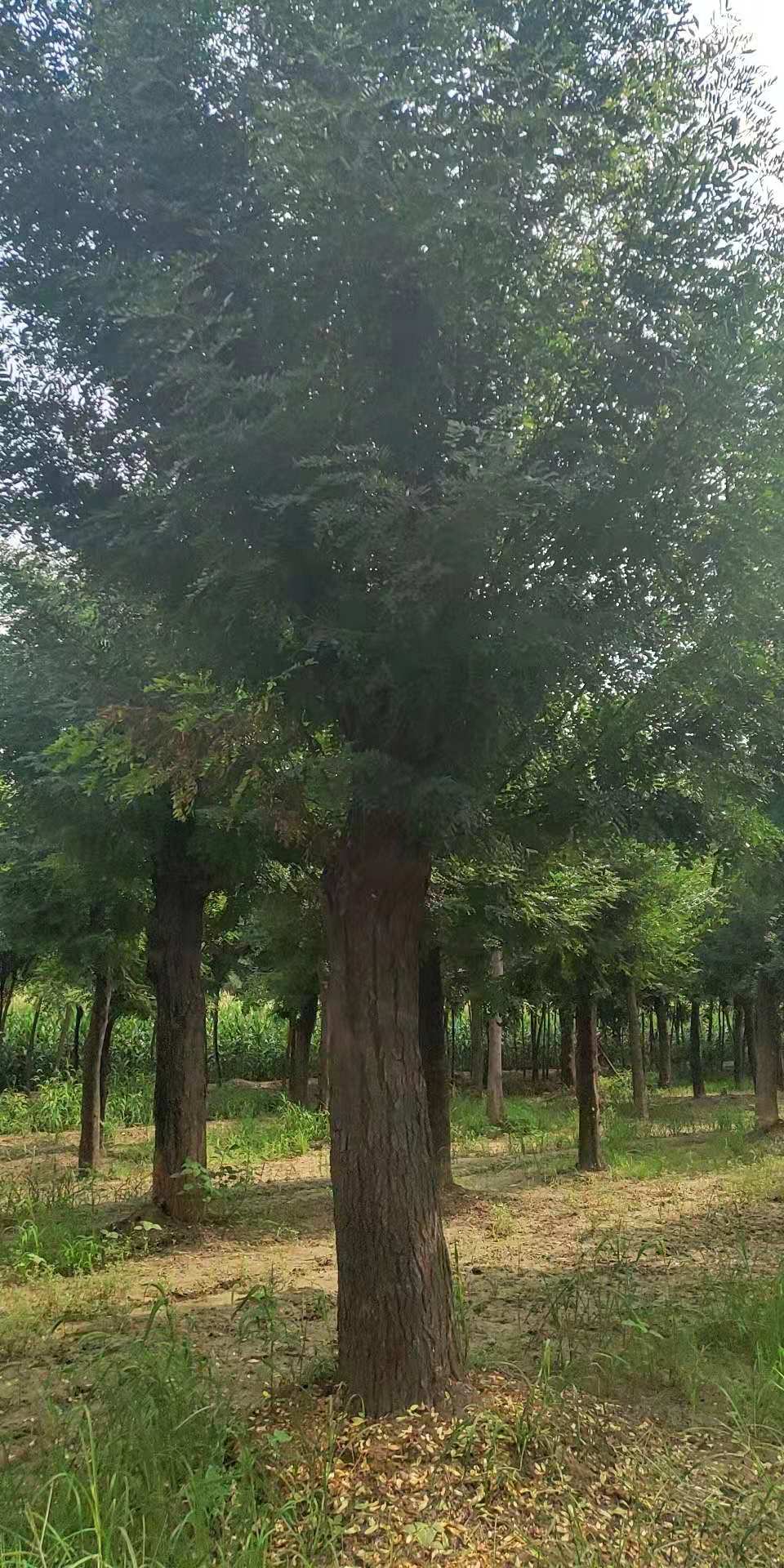 大刺皂角20公分皂角皂角基地價(jià)格