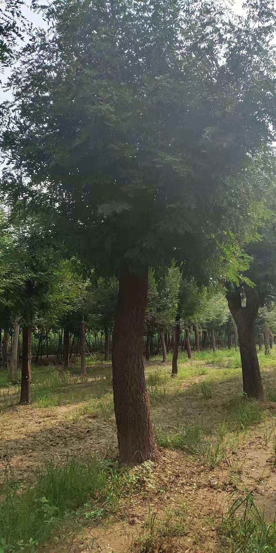 皂角树苗皂角树假植苗价格