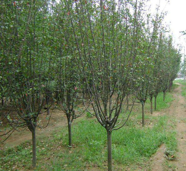 碧桃15公分紅葉碧桃多少錢(qián)一棵