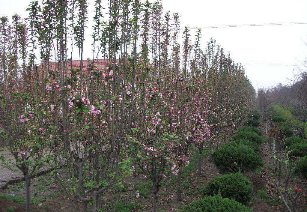 碧桃8公分菊花碧桃菏澤裝車價格