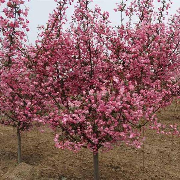 碧桃8公分菊花碧桃菏澤裝車價格