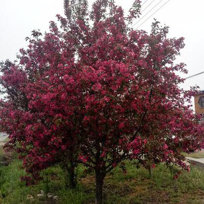 碧桃9公分紅葉碧桃價格