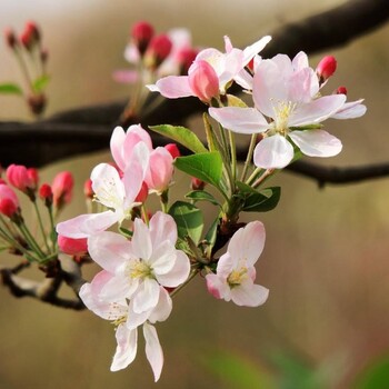 山東供應(yīng)，菏澤果海棠產(chǎn)地報(bào)價(jià)表