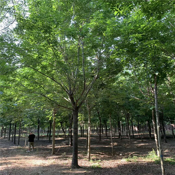 昌恒园林苗木，菏泽10公分金叶白蜡格
