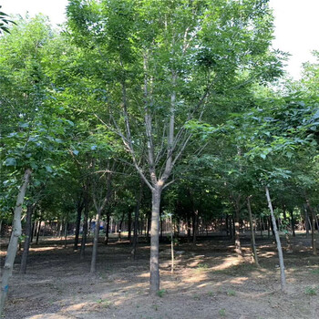 山東6公分白蠟苗木信息，白蠟基地