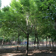 山东昌恒园林，郓城9公分金叶白蜡图片