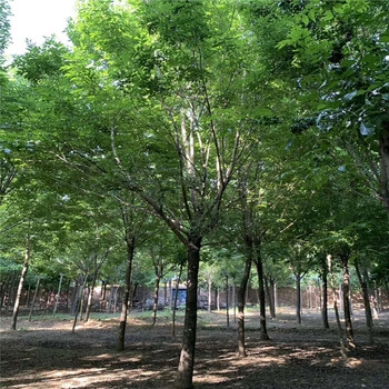 菏澤16公分白蠟規(guī)格，白蠟