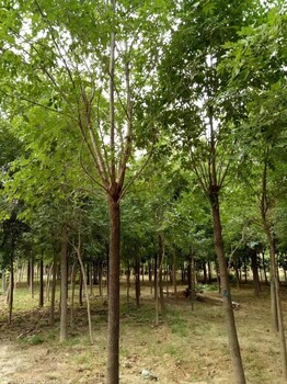昌恒園林，菏澤15公分白蠟產(chǎn)地