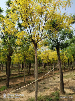 昌恒园林，菏泽10公分黄金槐绿化苗木