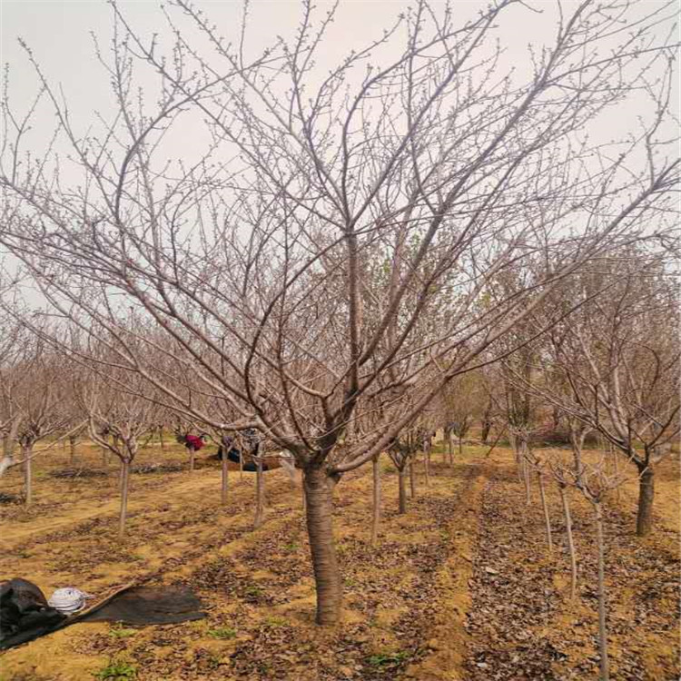 10公分染井吉野山东基地