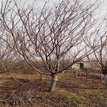 山东4公分日本晚樱山东基地