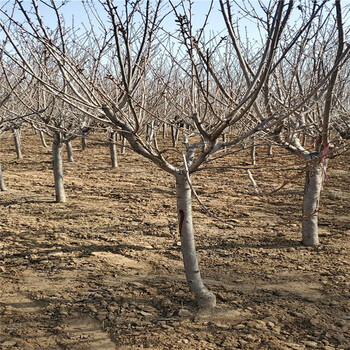 山东8公分日本樱花基地