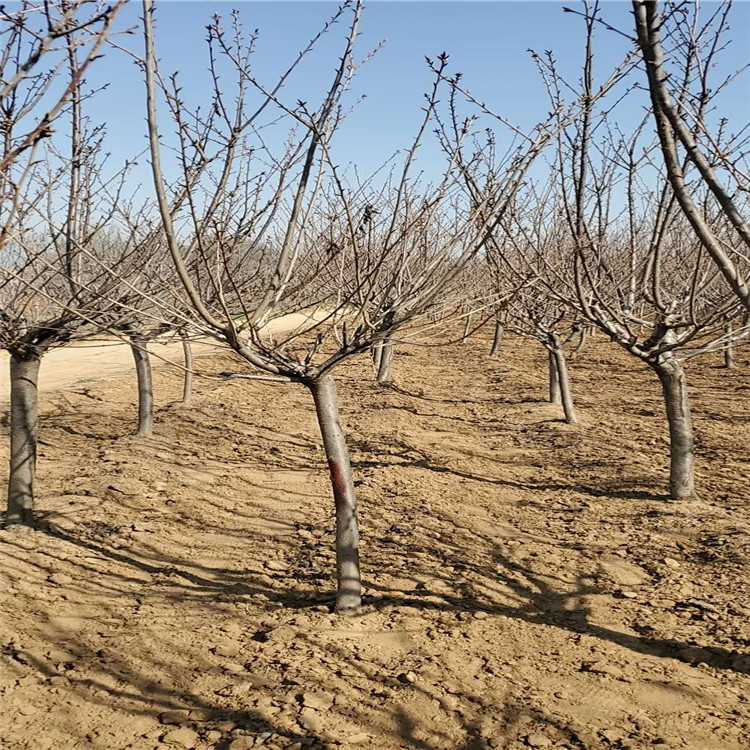 高杆23公分樱花基地