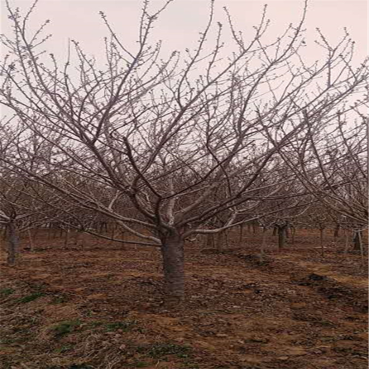 山东10公分日本樱花基地