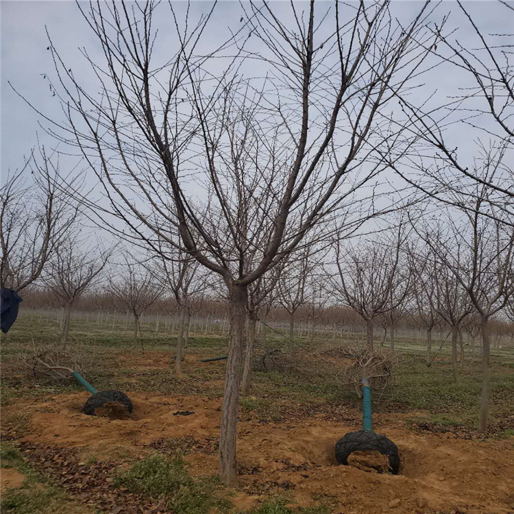 山东4公分日本晚樱山东基地